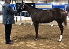 Quarter Horse - Horse for Sale in Boone, IA 50036
