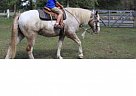 Belgian Draft - Horse for Sale in Patton Village, TX 77357