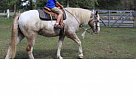 Belgian Draft - Horse for Sale in Patton Village, TX 77357 Belgian Draft - Horse for Sale in Patton Village, TX 77357