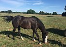Azteca - Horse for Sale in Cleo Springs, OK 73729 Azteca - Horse for Sale in Cleo Springs, OK 73729