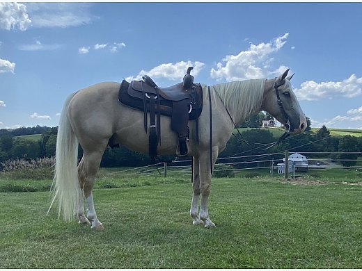 Otis 6YO/ Grade Gelding