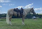 Palomino - Horse for Sale in New Bethlehem, PA 16242