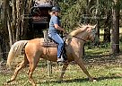 Lady - Mare in Ellisville, MO Lady - Mare in Ellisville, MO