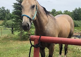 Quarter Horse (Quarter Horse, Mare) in Cloquet, MN