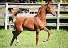 Saddlebred - Horse for Sale in Merrickville, ON K0g 1n