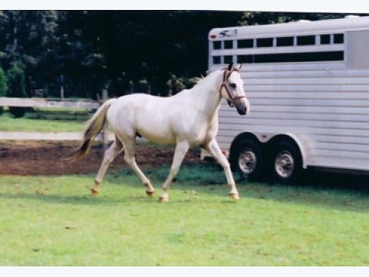 multispec buckskin paint multispec buckskin paint