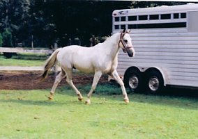 Sold Great Buckskin Tabiano Paint! Paint Stallion