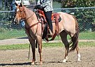 Quarter Horse - Horse for Sale in Carstairs, AB T0M 0N Quarter Horse - Horse for Sale in Carstairs, AB T0M 0N