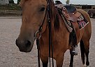 Holly - Mare in Saint Cloud, WI Holly - Mare in Saint Cloud, WI