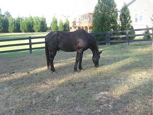 The Cadillac Of Gaited Horses