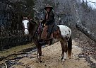 ElTebo - Gelding in Eminence, MO ElTebo - Gelding in Eminence, MO