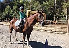 Tootles - Gelding in Spotsylvania, VA Tootles - Gelding in Spotsylvania, VA