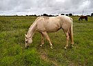 Shiva - Mare in Wichita Falls, TX Shiva - Mare in Wichita Falls, TX