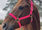 Quarter Horse - Horse for Sale in Holtwood, PA 17532 Quarter Horse - Horse for Sale in Holtwood, PA 17532