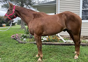 Quarter Horse (Quarter Horse, Gelding) in Holtwood, PA