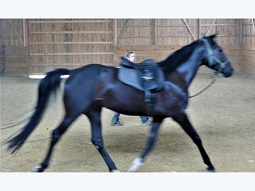 Flashy Dutch Harness Cross Mare