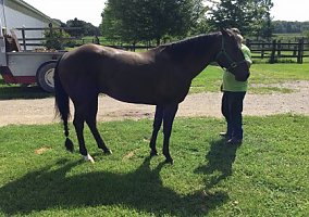 Quarter Horse (Quarter Horse, Gelding) in Eastcanton, OH