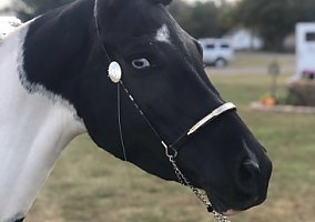 Arabian (Arabian, Mare) in Greenwood, IN