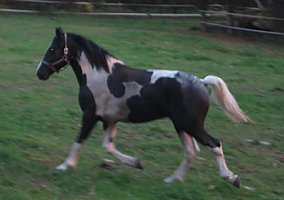 Draft (Percheron, Belgian, Clydesdale, Shire) (Draft (Percheron, Belgian, Clydesdale, Shire), Stallion) in Winsted, CT