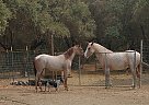 A tad smoother - Mare in Tehama, CA A tad smoother - Mare in Tehama, CA
