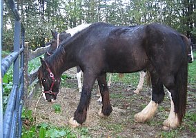 Draft (Percheron, Belgian, Clydesdale, Shire) (Draft (Percheron, Belgian, Clydesdale, Shire), Stallion) in Winsted, CT