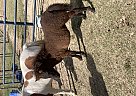 Miniature - Horse for Sale in Bailey, NC 27807