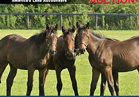 Ohio Horse Farm Real Estate, Equipment and Equine Auction Thoroughbred