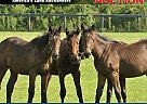 Thoroughbred - Horse for Sale in Chesterland, OH 44026 Thoroughbred - Horse for Sale in Chesterland, OH 44026