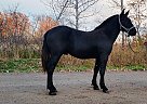 Percheron - Horse for Sale in Sebeka, MN 56477 Percheron - Horse for Sale in Sebeka, MN 56477