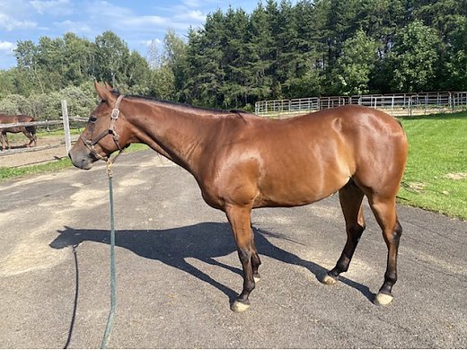 Reining Gelding