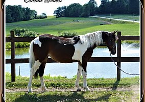 Friesian (Friesian, Mare) in Punxsutawney, PA