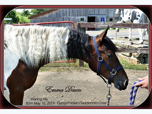 Saddlebred/Gypsy/Friesian Cross