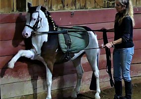 Welsh Pony and Cob (Welsh Pony and Cob, Stallion) in Punxsutawney, PA