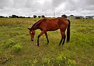 Quarter Horse - Horse for Sale in Wichita Falls, TX 76305