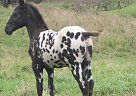 Ulrich, Eagle Stud Sunday Colt Dillon