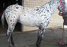 Appaloosa Mare for Sale in Princeton, Illinois Appaloosa Mare for Sale in Princeton, Illinois