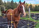 Tennessee Walking - Horse for Sale in peru, VT 05152