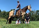 Gaited Trail Gelding Starbucks