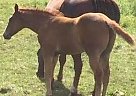 Quarter Horse - Horse for Sale in Thorsby, AB TOC 2PO Quarter Horse - Horse for Sale in Thorsby, AB TOC 2PO