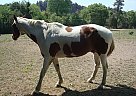 Flat Land Trail Horse Paint Stallion