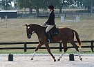 Young Dressage Horse Hanoverian Mare