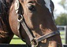 Hanoverian Dressage Prospect Hanoverian Stallion