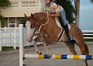 12 Y/O Registered APHA 15H Paint... Paint Mare