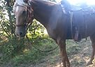 Daisy Mae Missouri Fox Trotter Mare