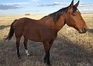 Horse for Sale Paint Stallion