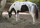 Paint - Horse for Sale in Winsted, CT 