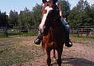 Jigsaw - Gelding in Plattsburgh, NY Jigsaw - Gelding in Plattsburgh, NY