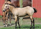 AQHA Buckskin Colt, 5 Panel N/N Paddys Irish