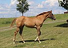 Quarter Horse Mare for Sale in Albright, West Virginia Quarter Horse Mare for Sale in Albright, West Virginia