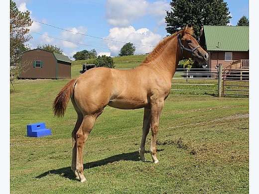AQHA Red Dun Filly, CH Pedigree